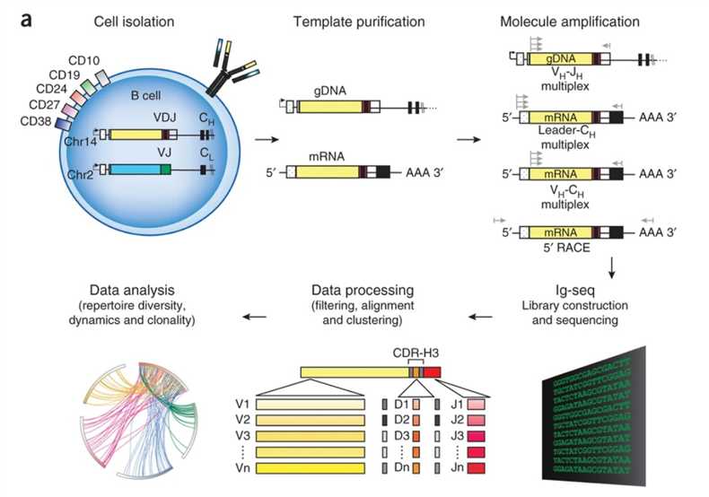 Fig. 2 Schematic representation of the approach for high-throughput sequencing of the Ig sequence repertoire. (Georgiou, G., 2014)
