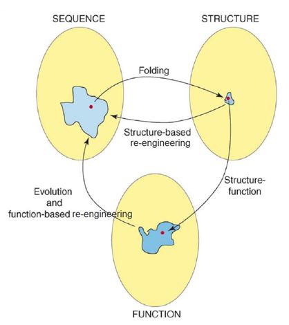 Schematic representation of the protein sequence-structure-function.
