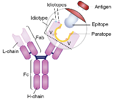 Anti-idiotype Antibody Discovery