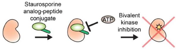 Peptide-molecule conjugates targeting the ATP-binding site.