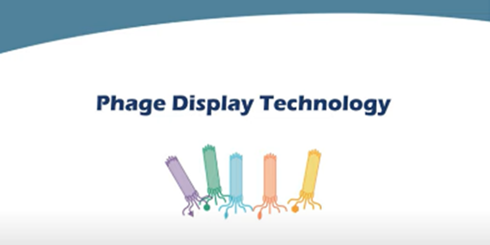 Phage Display Technology