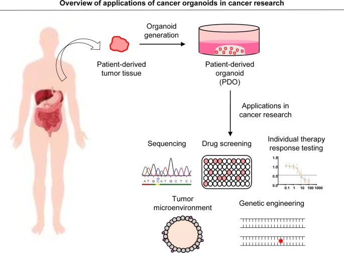 Fig 2. Applications of Gastrointestinal Cancer PDO model.