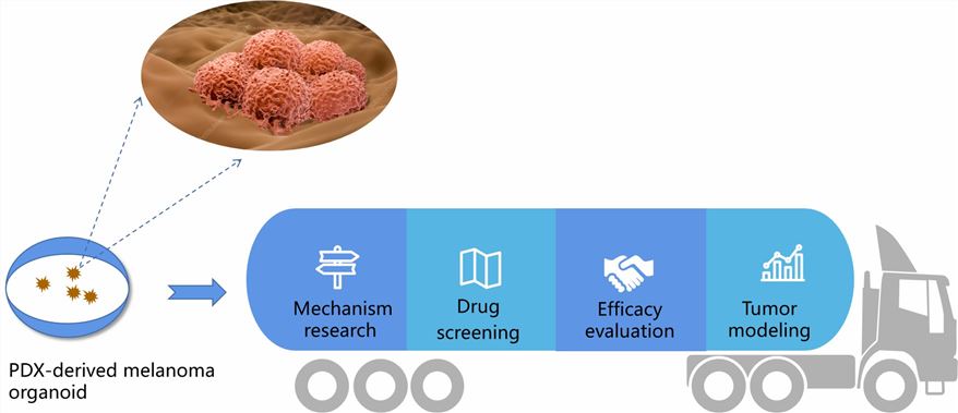 Fig 1. Potential applications of PDX-derived melanoma models in cancer therapy. (Creative Biolabs)