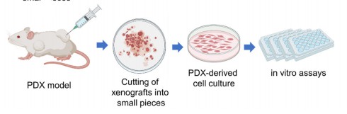 Fig 1. Scheme describing PDX-derived cell culture.