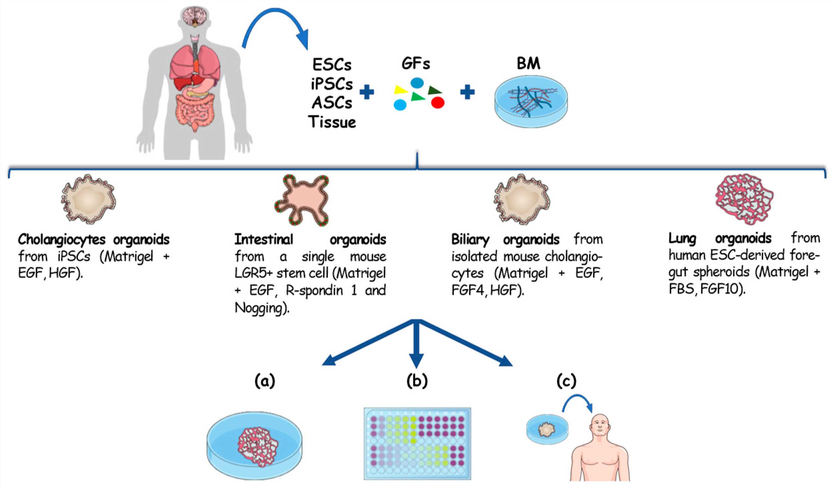 Fig 1. Development of organoids from diverse cell sources and their subsequent applications.