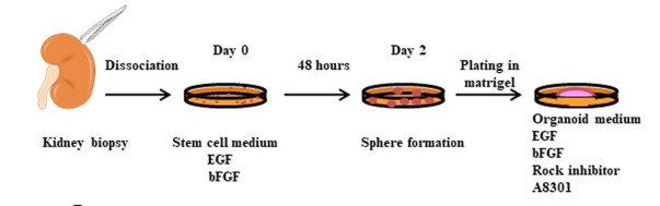 Fig 1. Schematic drawing of organoid culture isolation.