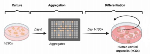 Fig 1. Culture of cortical organoid developed from hESC.