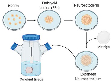 Fig 1. Illustration of establishing cerebral organoid model.