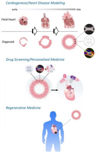 Fig 2. Cardiac organoid models can be applied in variety of fields.