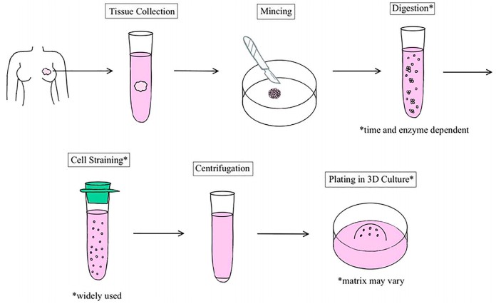 Fig 1. Illustration of human breast organoid establishment.