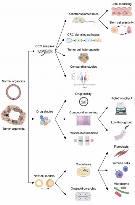 Fig 1. Applications of CRC organoid.