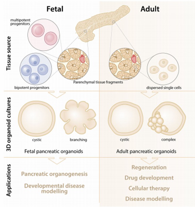 Fig 1. Generation of pancreatic organoid from fetal and adult tissues.