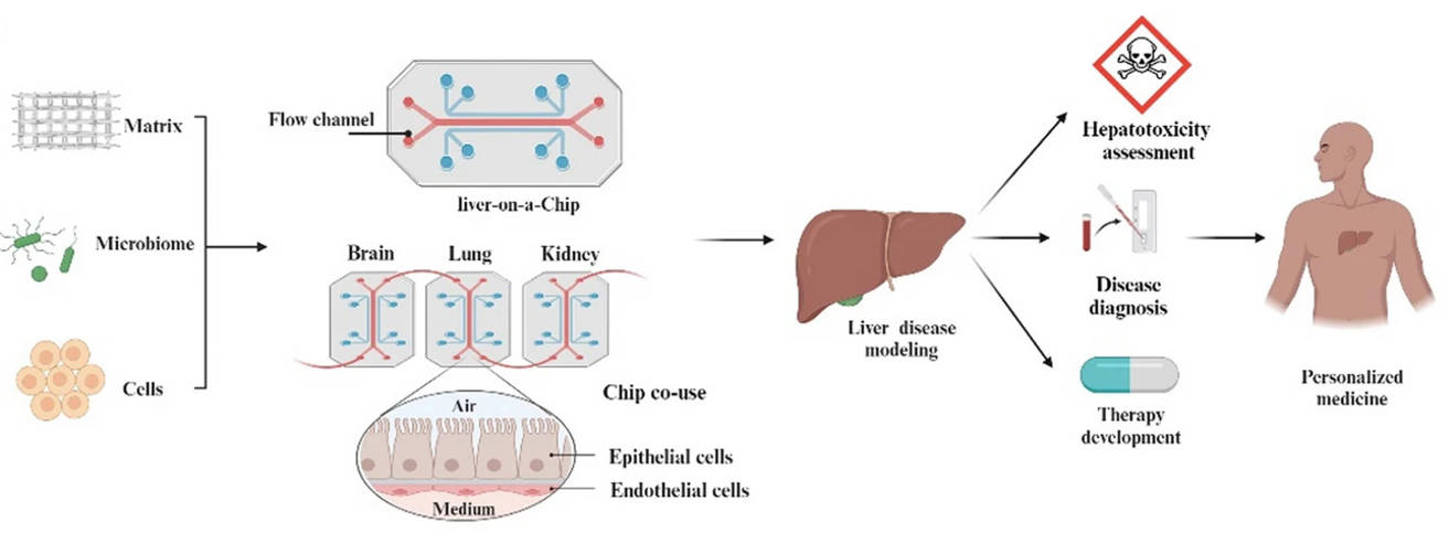 Fig 1. Applications of LOC in liver research.