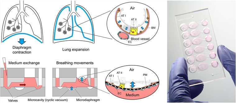 Fig 1. Illustration of lung-on-a-chip construction.
