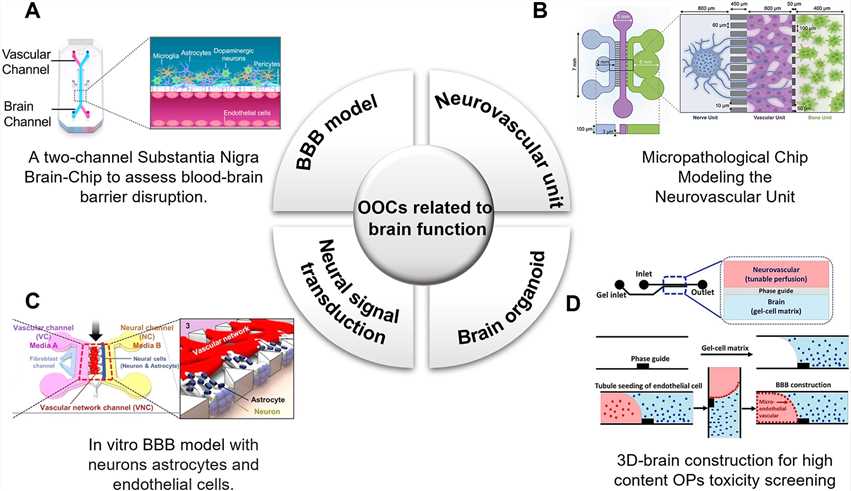 Fig 1. Organ chips related to brain research.