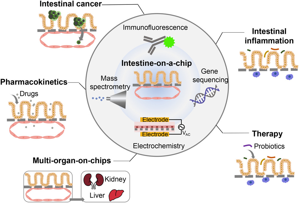 Fig 1. Intestine-on-a-chip for intestinal disease study.