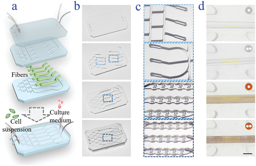 Fig 1. Schematic illustration of the construction of the multilayered microfluidic chip.