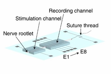 Fig 2. Schematic of the nerve-on-a-chip platform. (Gribi, et al., 2018)
