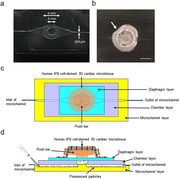 Fig 1. Schematic of the structure and working machinery of the HMD.