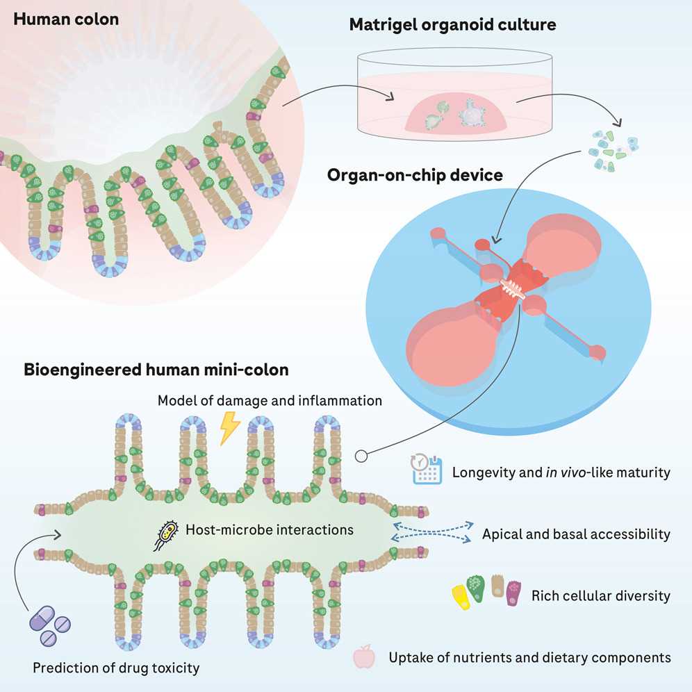 Fig 1. Graphic of bioengineered human colon chip. (Mitrofanova, et al., 2024)