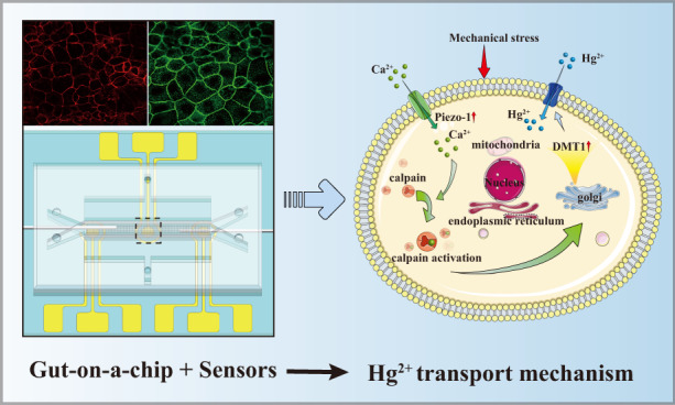 Fig 1. Ion transport mechanism in gut-on-a-chip model.