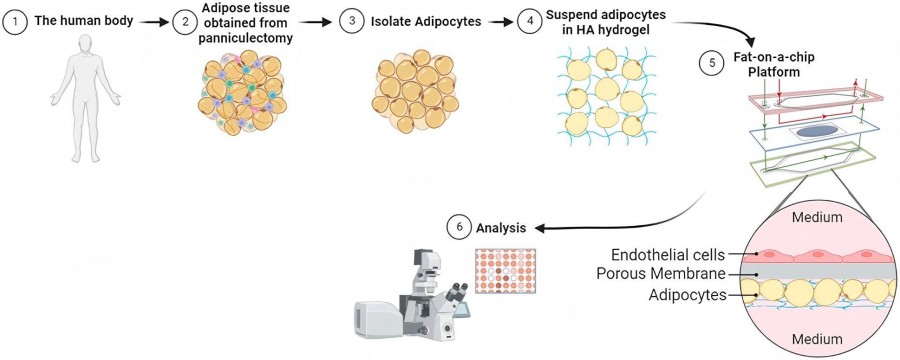 Illustration of the methodology of the Adipose-on-a-chip Model.