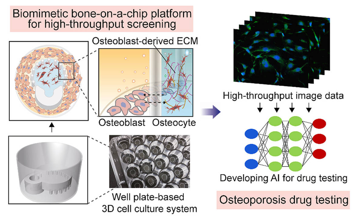 Fig 1. Schematic of bone-on-a-chip platform and its applications.
