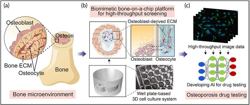 Fig 2. Illustration of 3D osteon niche of bone in vivo. (Paek, et al., 2022)
