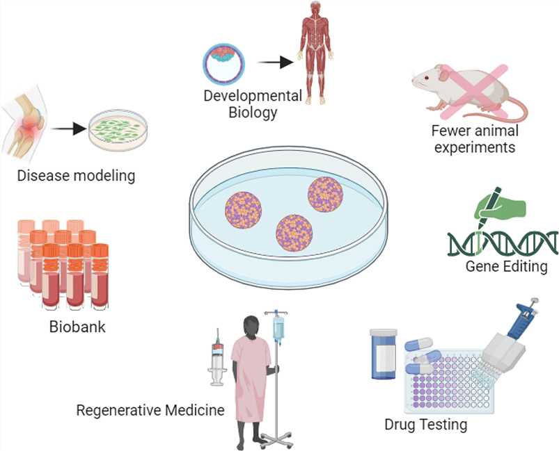 Fig 2. Schematic of the osteochondral organoids advantages. (Faeed, et al., 2024)