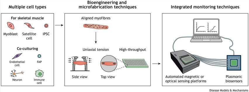 Fig 1. Advanced muscle-on-a-chip technology to recapitulate muscle function and miniaturize the tissue.