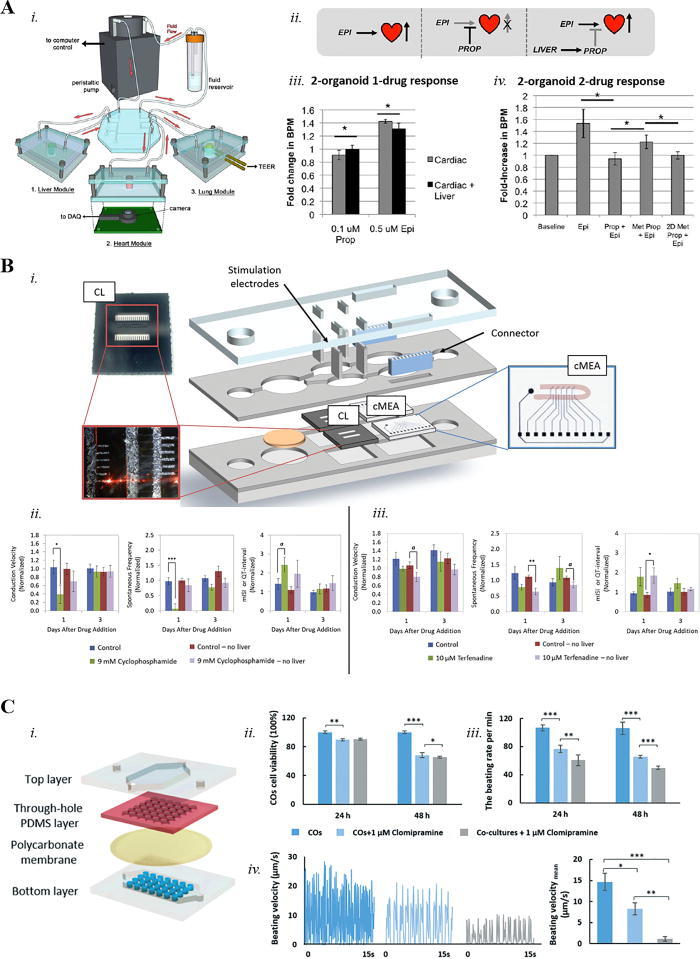 Fig 1. 3D culture of hiPSC-CM organoids.