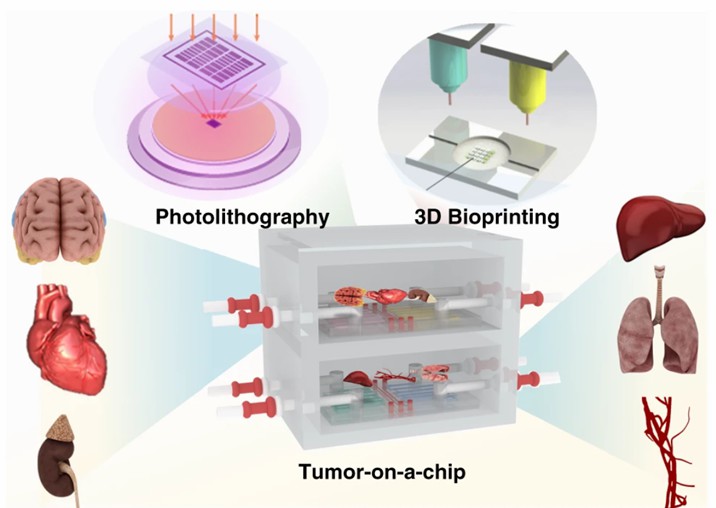 Fig 1. Tumor-on-a-chip for cancer research and therapy.