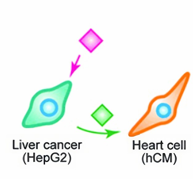 Fig 2. Cells communication and anti-cancer drug side effects.
