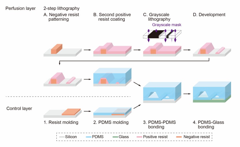 Fig 1. Gut-liver axis model using microfluidic co-culture.