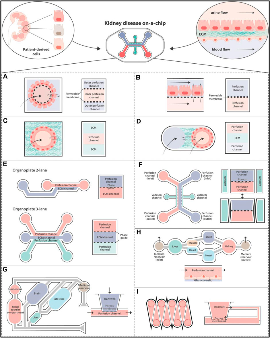 Fig 1. Diagrams of organ on chip platform. (Sunildutt, et al., 2023)