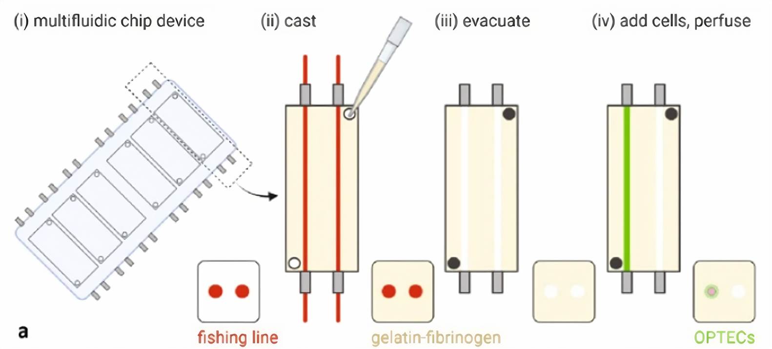 Fig 1. Schematic of multiplexed 3D OPTEC-on-chip models.