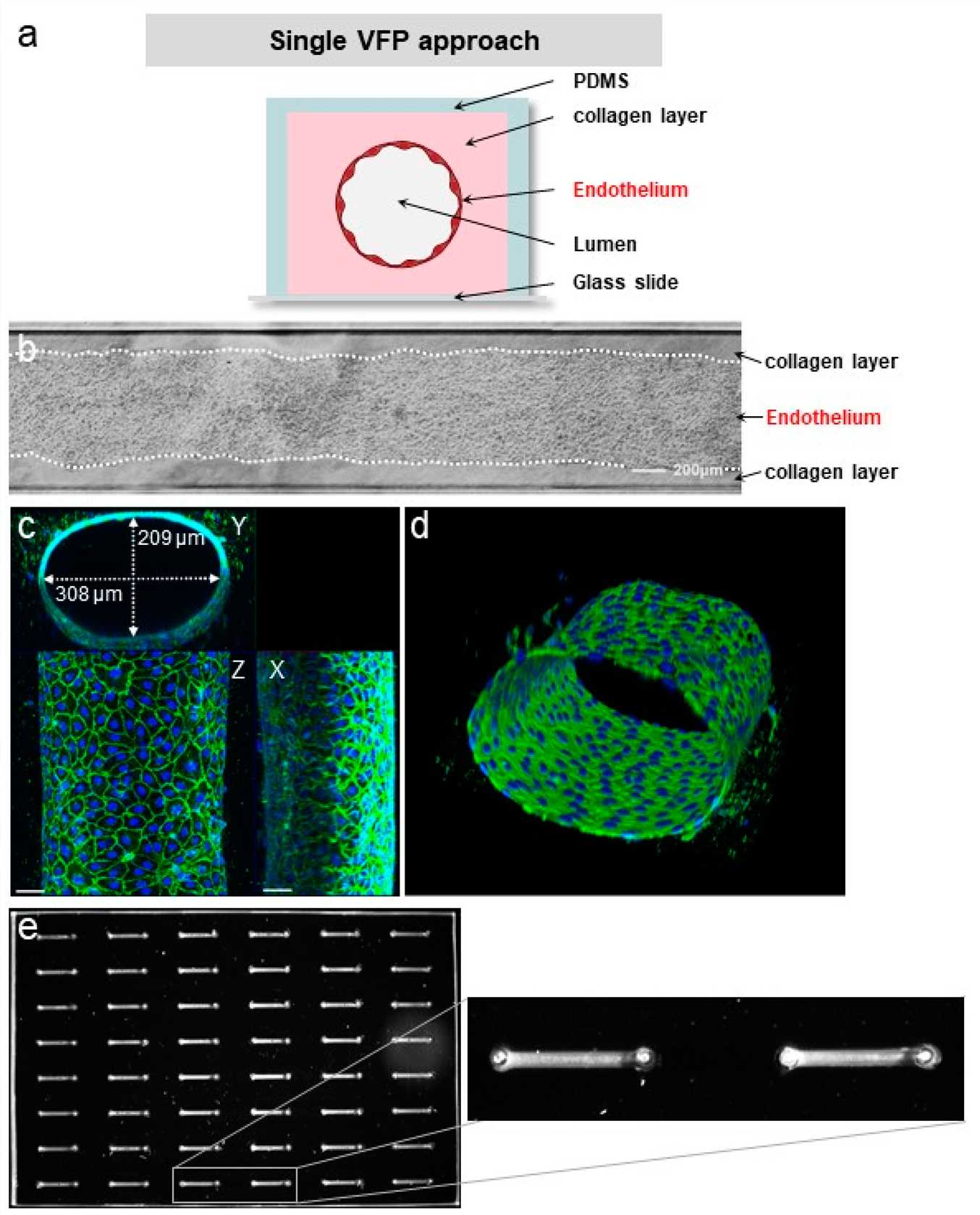 Fig 1. VFP making of blood vessels.