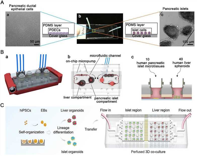 Fig 1. Pancreatic islets-on-a-chip for disease modeling.