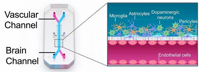 Fig 1. Brain-Chip with iPSC-derived neurons, glia, and endothelial cells in a two-channel microengineered system.