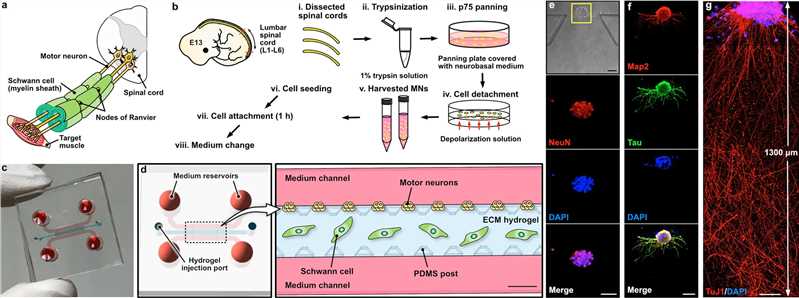 Fig 1. 3D microfluidic platform isolating neurons and Schwann cells.