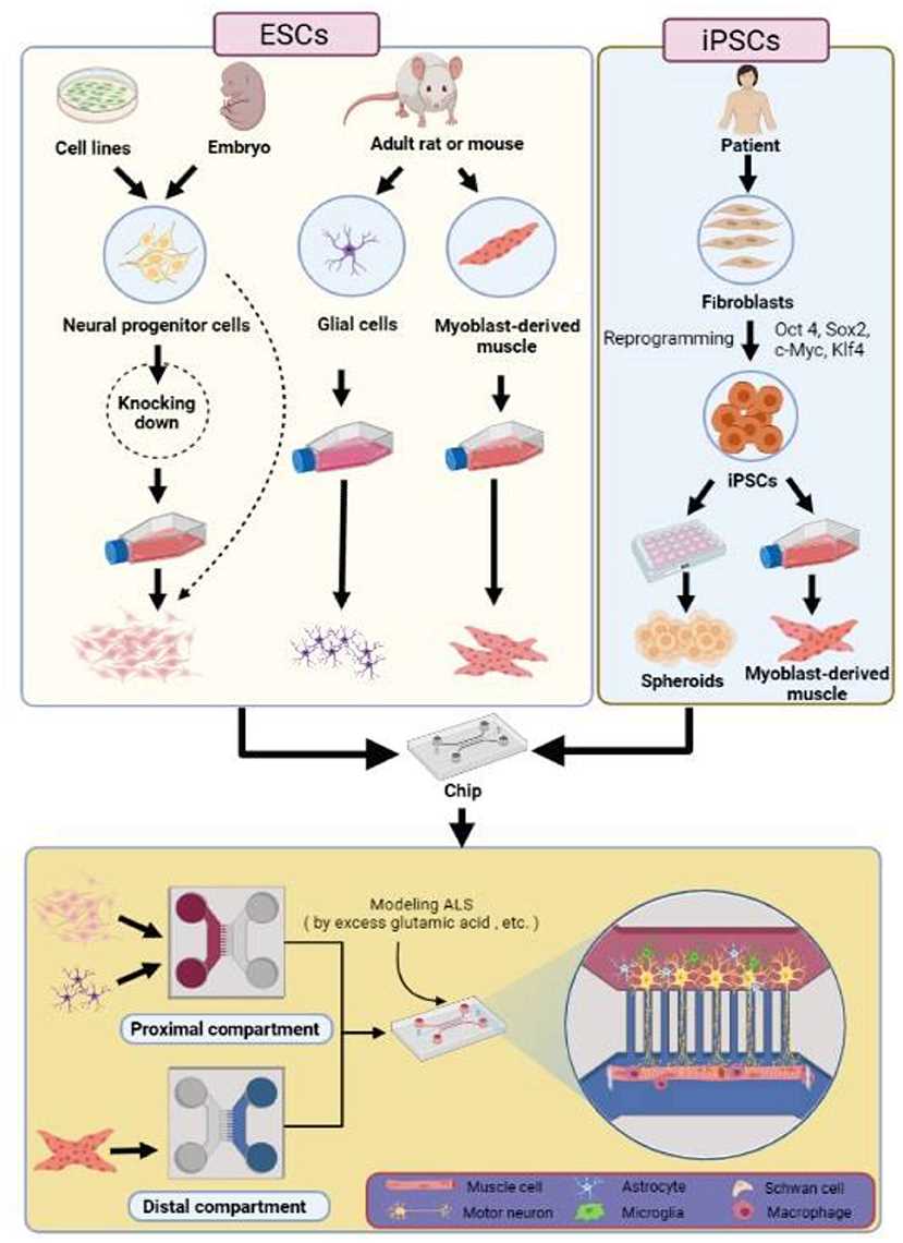 Fig 1. NMJ modeling for ALS disease research.