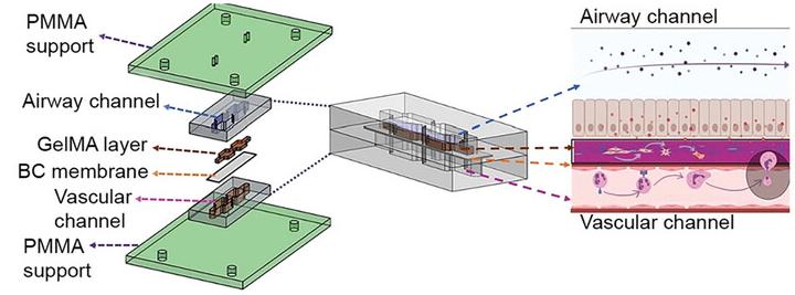 Fig 1. Illustration of the lung chip structure.