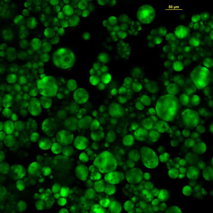 Stained lipid image of the Obesity-on-a-Chip model. (Creative Biolabs Authorized)