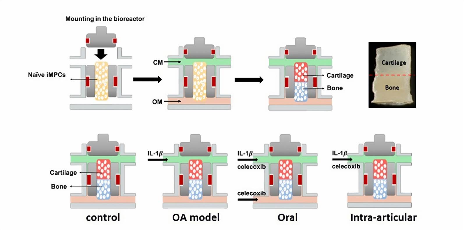 Fig 1. Testing disease-modifying effects of Celecoxib in iPSC-derived OC chip-based OA model.