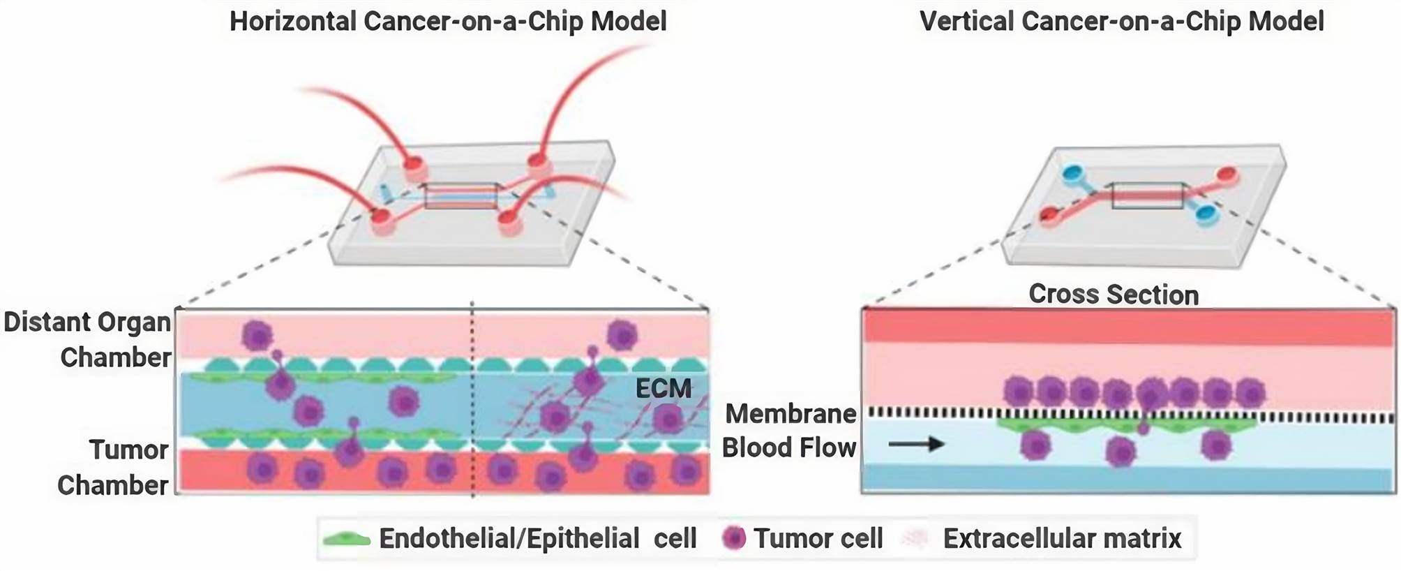 Fig 1. Schematic of microfluidic-based cancer-on-chip models.
