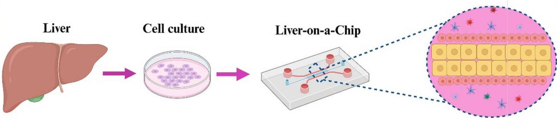 Fig 1. Preparation process and internal structure of LOC.