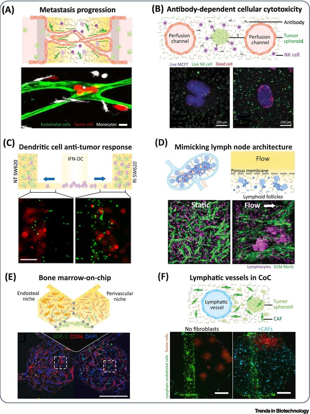 Fig 1. Cancer-on-chip models integrating immune cells, vasculature, and niches.