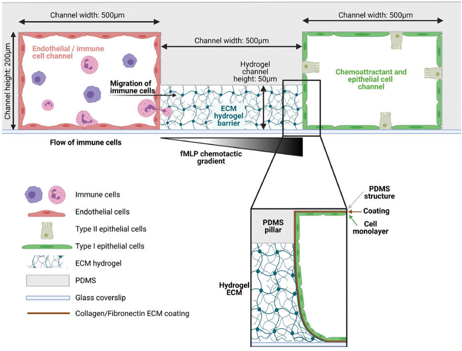 Fig 1. The design of the inflammation chip.