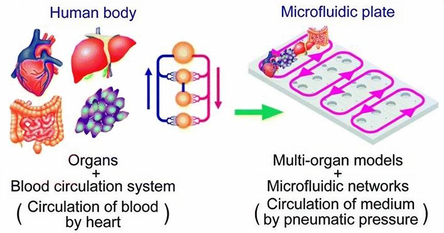 Fig 1. Simultaneous operation of multiple multi-organ culture units.