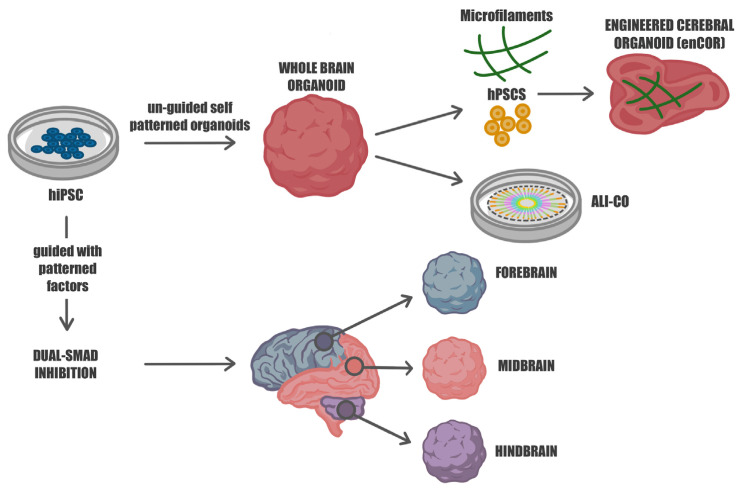 Generating diverse brain organoids from human induced pluripotent stem cells (hiPSCs).